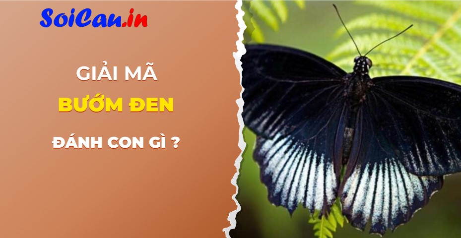 Gợi ý con bướm đen đánh số mấy