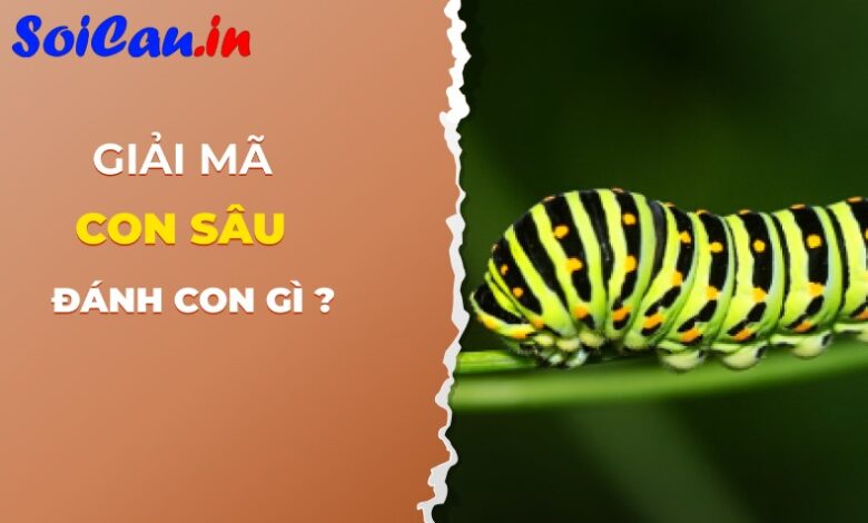 Con sâu số mấy? Con sâu số đề bao nhiêu?