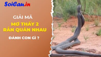 mơ thấy 2 con rắn quấn nhau