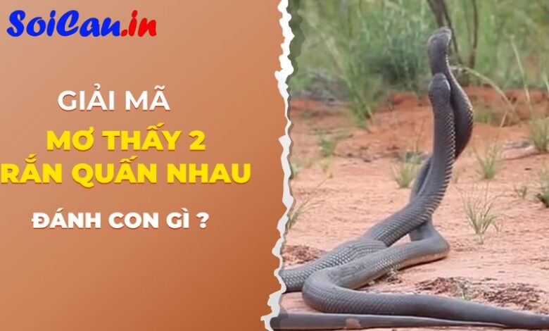 mơ thấy 2 con rắn quấn nhau