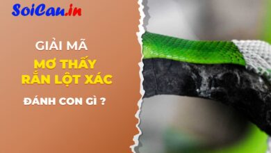 Mơ thấy rắn lột xác